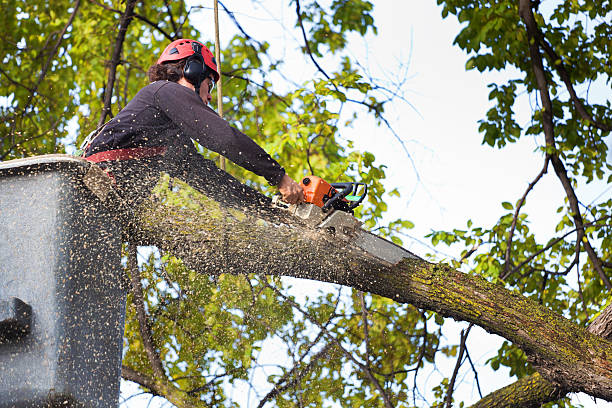  Pella, IA Tree Services Pros